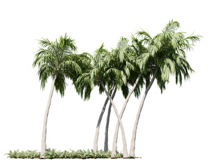 Cluster of tall coconut palms forming a serene tropical canopy in a transparent background