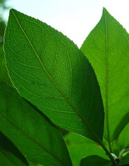 Obraz premium Close-up of vibrant green leaves