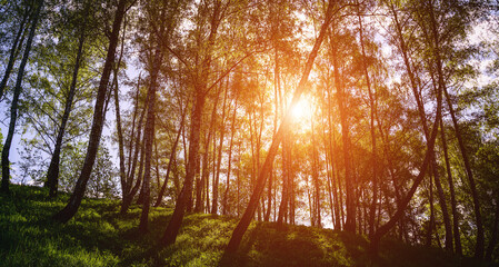 Obraz premium Sunlight filtering through the tall birch trees in a lush green forest, creating a serene and captivating natural landscape for nature enthusiasts. Vintage film aesthetic.