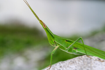 Green Grasshopper Perched on Stone in the Garden.