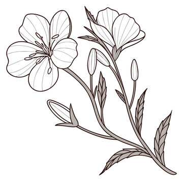 evening primrose vector