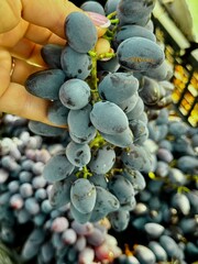 Vine fruit harvesting. Picked dark grapes in a crate