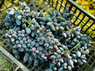 Vine fruit harvesting. Picked dark grapes in a crate
