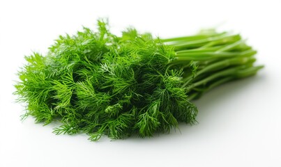 Fresh dill sprigs on a white background