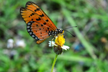 Orange butterfly feeding on lovely flowers in a Summer