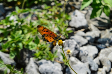 Orange butterfly feeding on lovely flowers in a Summer