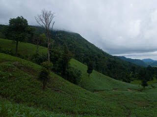 Rolling Hills Under a Cloudy Sky: A serene view unfolds, showcasing vibrant green hills gently sloping towards a backdrop of mountains enveloped by a cloudy sky.