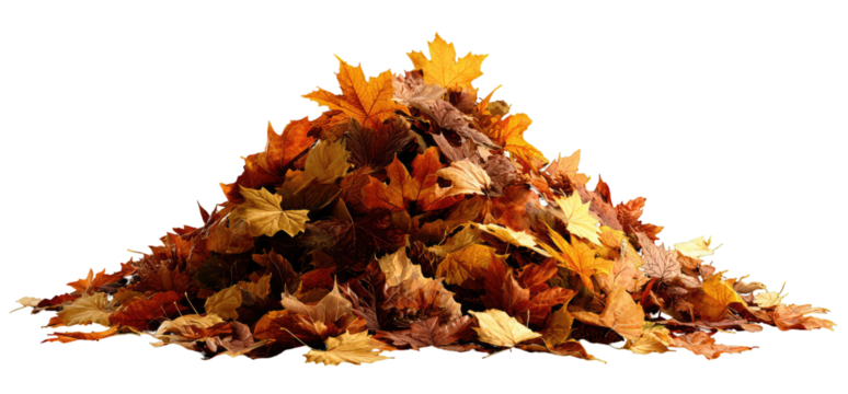 A large pile of autumn leaves