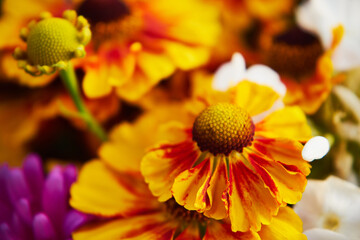 bukiet kwiatów,Dzielżan jesienny, Helenium autumnale L. © Marcin Łazarczyk