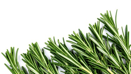 Fototapeta premium Fresh rosemary sprigs arranged on white background