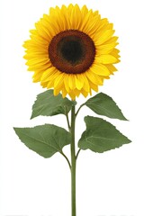 Isolated sunflower with bright yellow petals and dark brown center