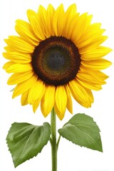 Single sunflower against white background. Bright yellow petals, dark brown center, green leaves on stem