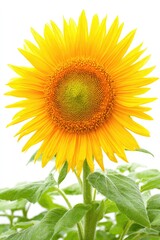 Bright yellow sunflower against white (5)