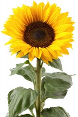 Obraz premium Bright sunflower with green leaves