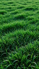 Obraz premium Lush Green Grass Field Close Up Nature Background