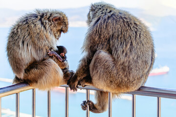 Two monkeys and their baby sit on a railing by the sea in the midday sun.