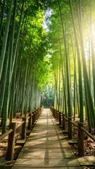 Obraz premium Sunlight path through bamboo forest