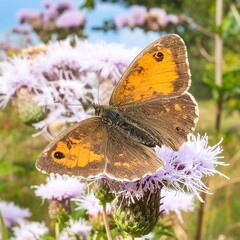 Obraz premium Close-up of butterfly on purple flower