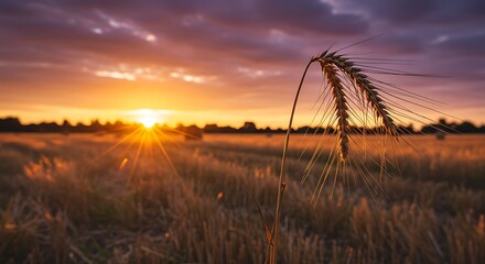Golden barley ear in a harvested field against a dramatic purple and orange sunset.