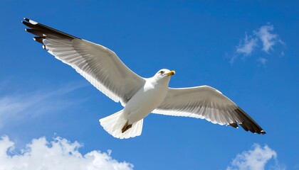 Fototapeta premium A majestic seagull soars effortlessly through a vibrant blue sky, wings outstretched against a backdrop of fluffy white clouds.