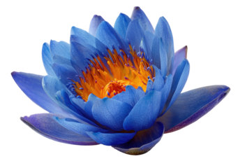 Vibrant blue lotus flower close-up