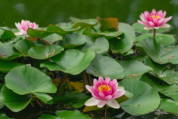 three red water lily ( Nymphaea Pygmaea Rubra), blooming in a lake with green leaves around