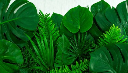 Close-up view of lush tropical leaves