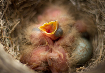 Fieldfare (Turdus pilaris) chicks in the nest.