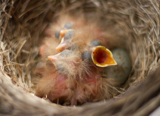 Fieldfare (Turdus pilaris) chicks in the nest.