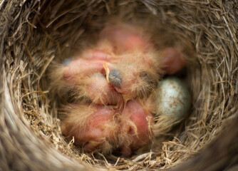 Fieldfare (Turdus pilaris) chicks in the nest.