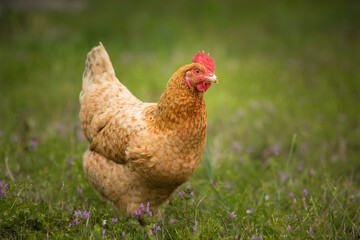 Brown chicken standing on grassy field with wildflowers