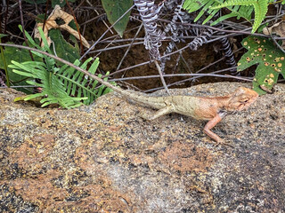  Lizard on a Rock in the Forest