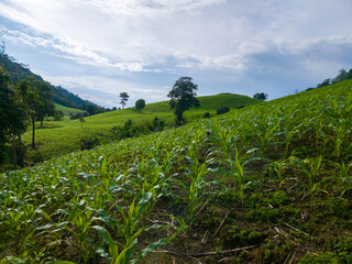 Rolling Green Fields: Rolling hills painted with fields of fresh crops under a dynamic sky with fluffy clouds. The image exudes tranquility and represents growth and the beauty of agriculture.