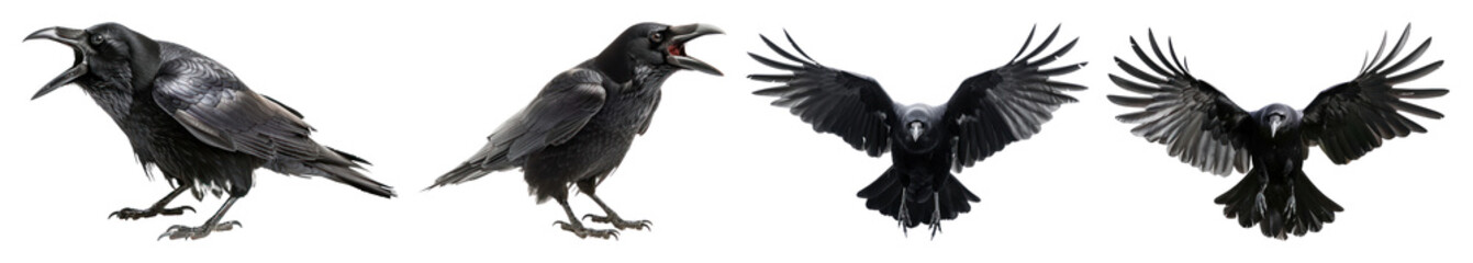 PNG Four crows in flight sequence, element set on transparent background