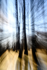 Tree shapes and shadows and water