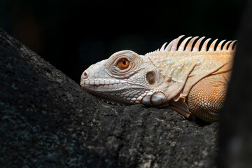 Close up an albino iguana on a tree