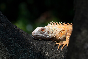 Close up an albino iguana on a tree