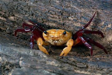 Close up of a apple crab