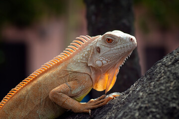 Close up an albino iguana on a tree