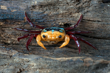 Close up of a apple crab