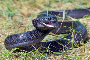 Fototapeta premium Big black boiga snake attack aggressively