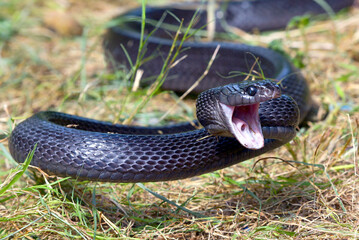 Big black boiga snake attack aggressively