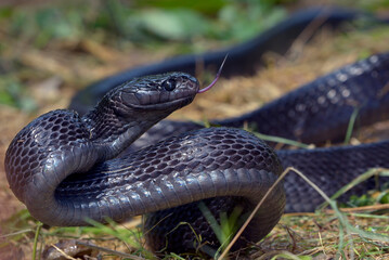 Big black boiga snake attack aggressively