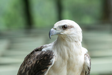 white bellied sea eagle with its wide wingspan and sharp eyes