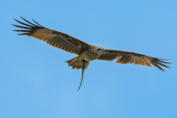 Changeable hawk eagle is flying in the sky