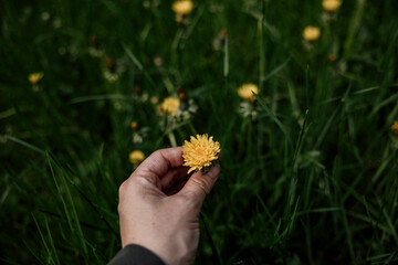 Hand holding a yellow dandelion flower outdoors