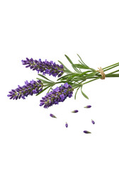 Three vibrant purple lavender sprigs with deep florets and green stems, scattered on a clean transparent background with diffused studio light, commercial product concept