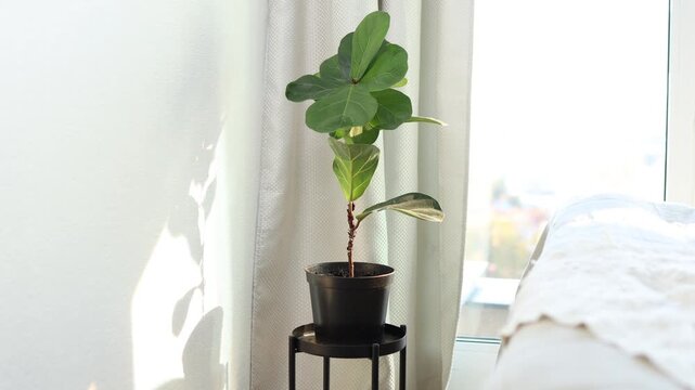 Indoor potted plant positioned beside a sunlit window, showcasing vibrant green leaves and elegant design, enhancing home interior aesthetics with natural beauty and tranquility