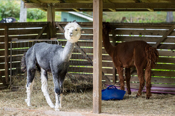Fototapeta premium One grey and white alpaca stands in the foreground, brown alpaca in the background. A group of alpacas rests in a shaded wooden enclosure with hay feeders. 