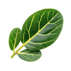 Obraz premium Close-up of a vibrant green leaf